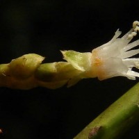 Agrostistachys indica Dalzell